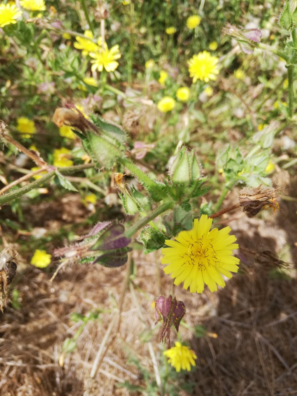 Helminthotheca echioides  (Asteraceae)