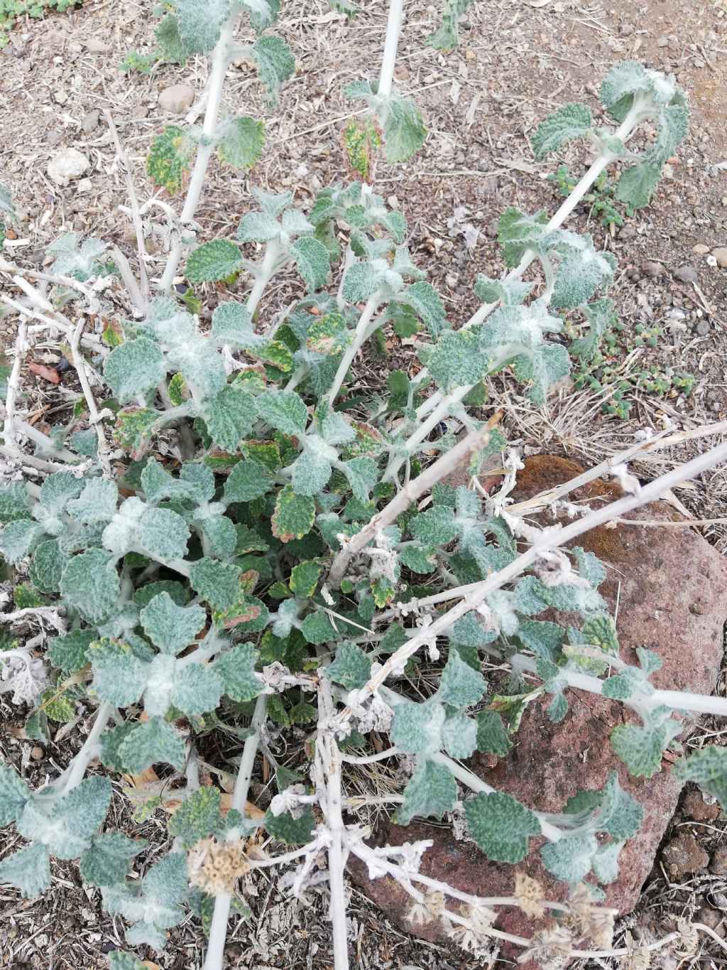 Marrubium vulgare (Lamiaceae)