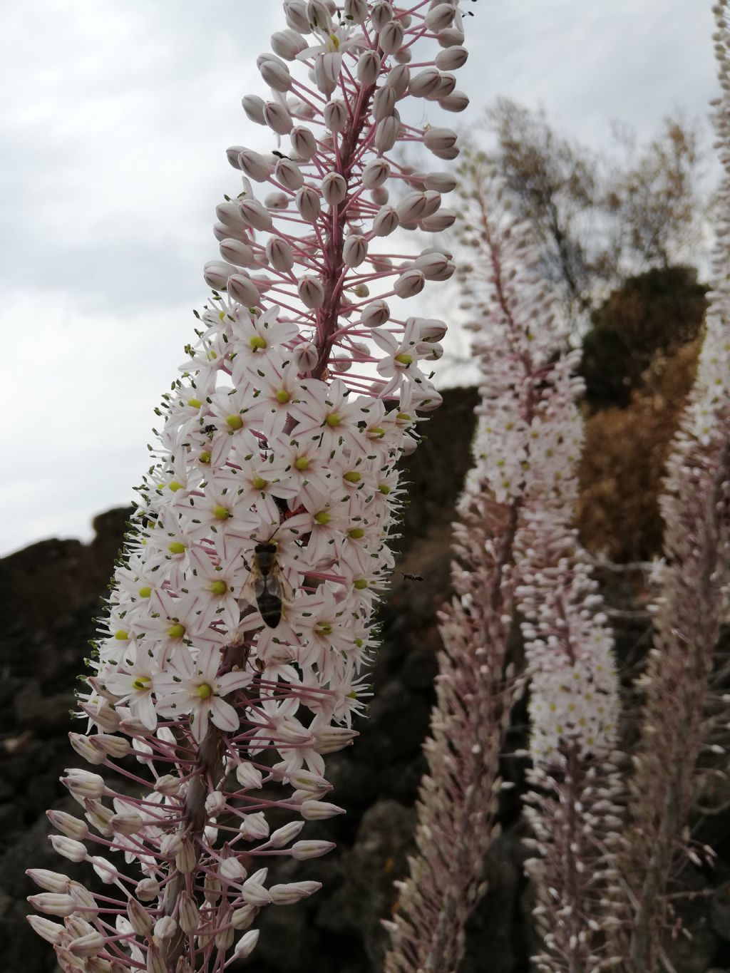 Charybdis pancration (Asparagaceae)