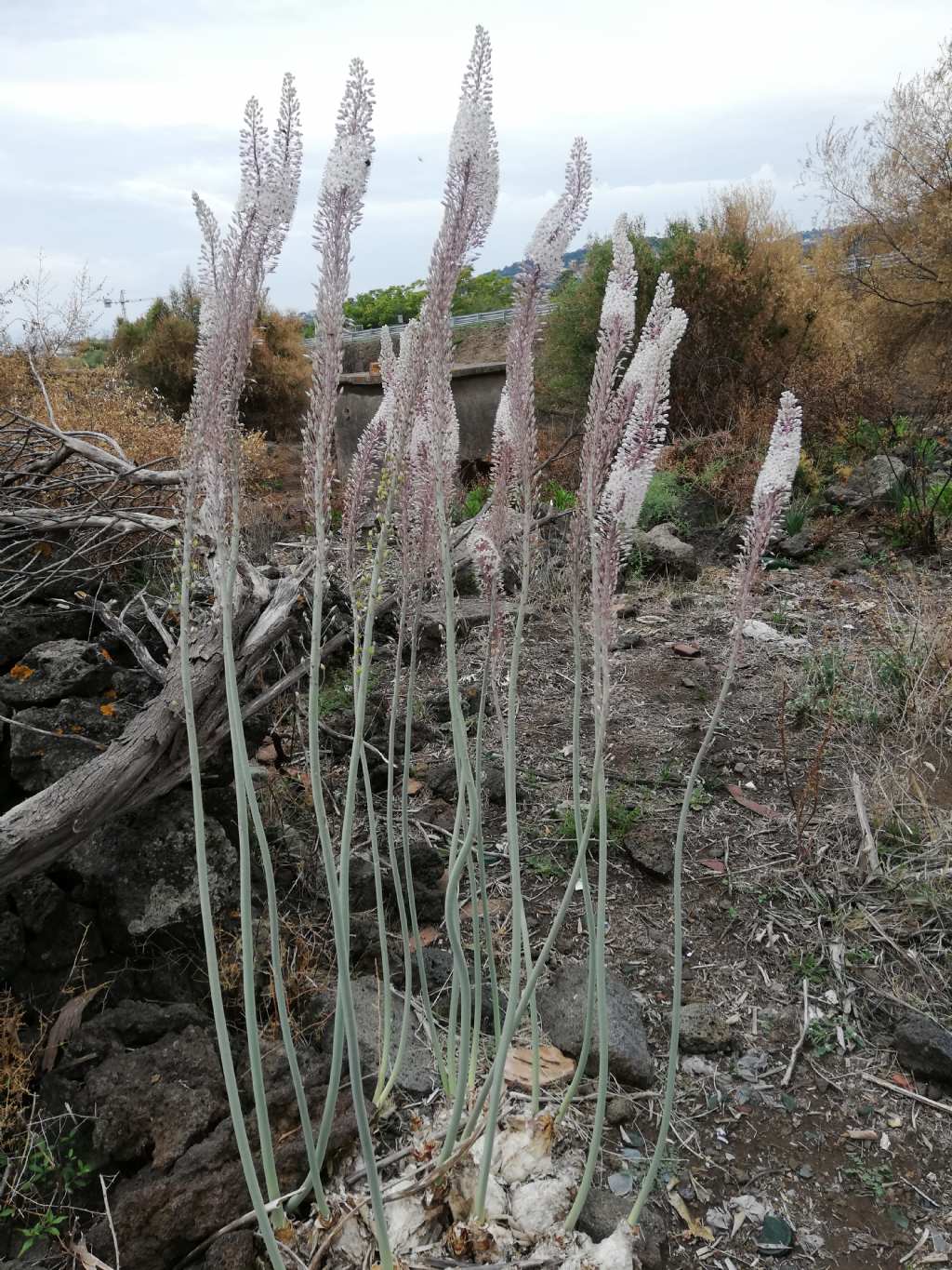 Charybdis pancration (Asparagaceae)