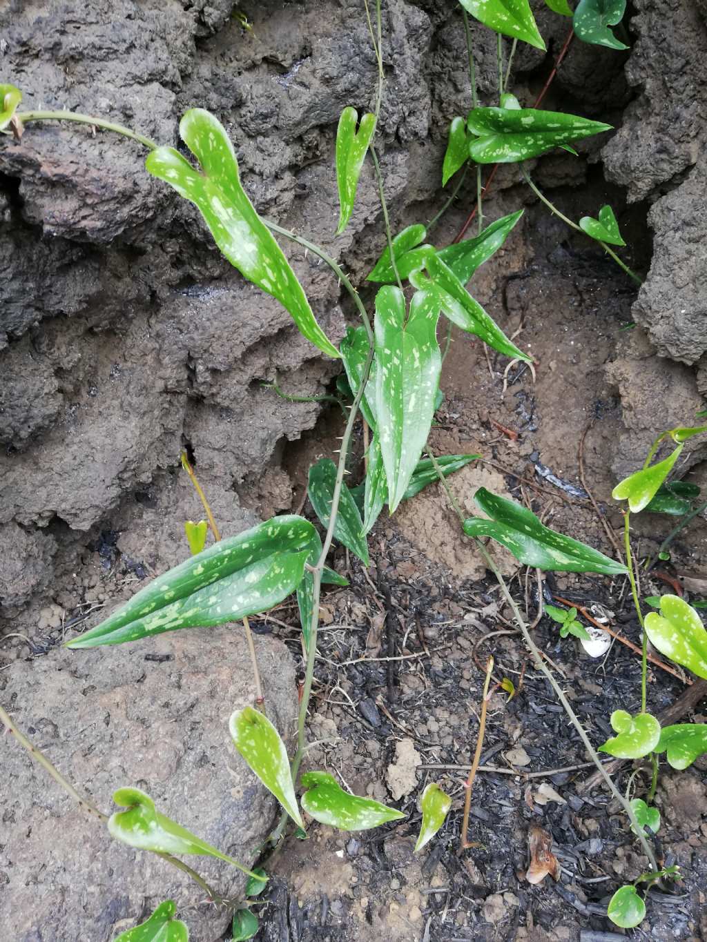 Smilax aspera (Liliales  Smilacaceae)