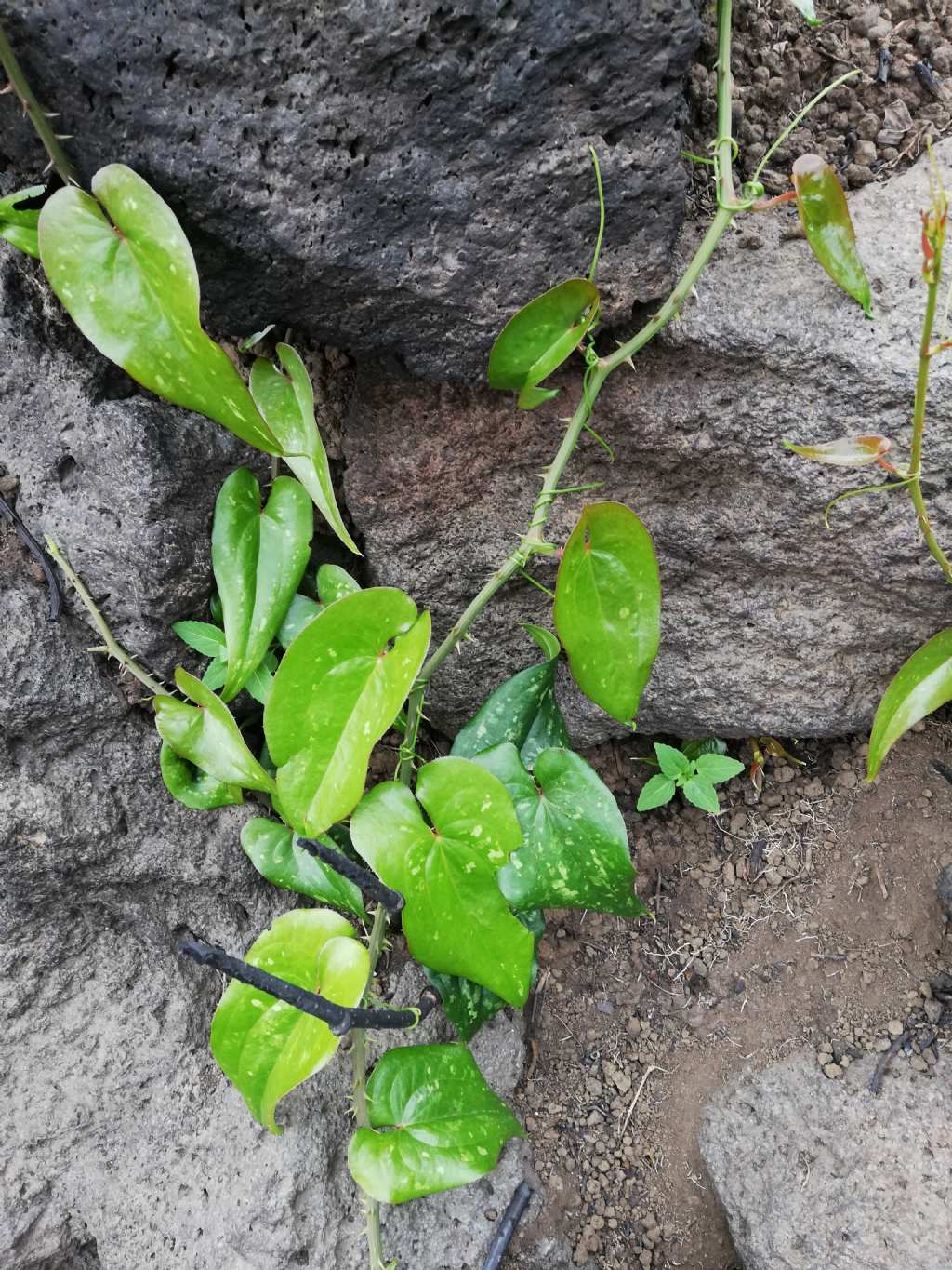 Smilax aspera (Liliales  Smilacaceae)