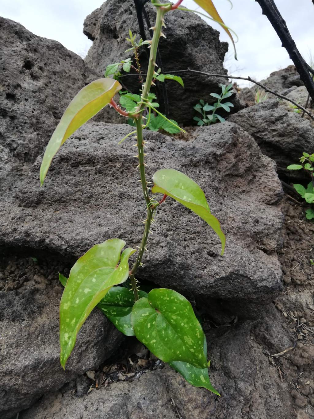 Smilax aspera (Liliales  Smilacaceae)