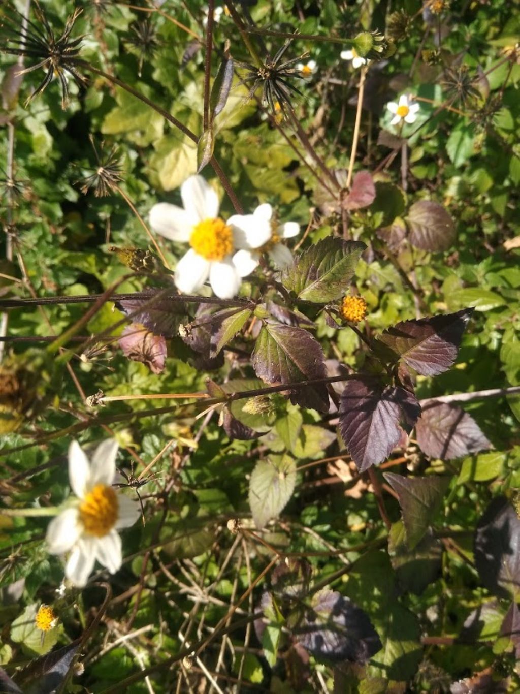 Bidens pilosa / Forbicina pelosa