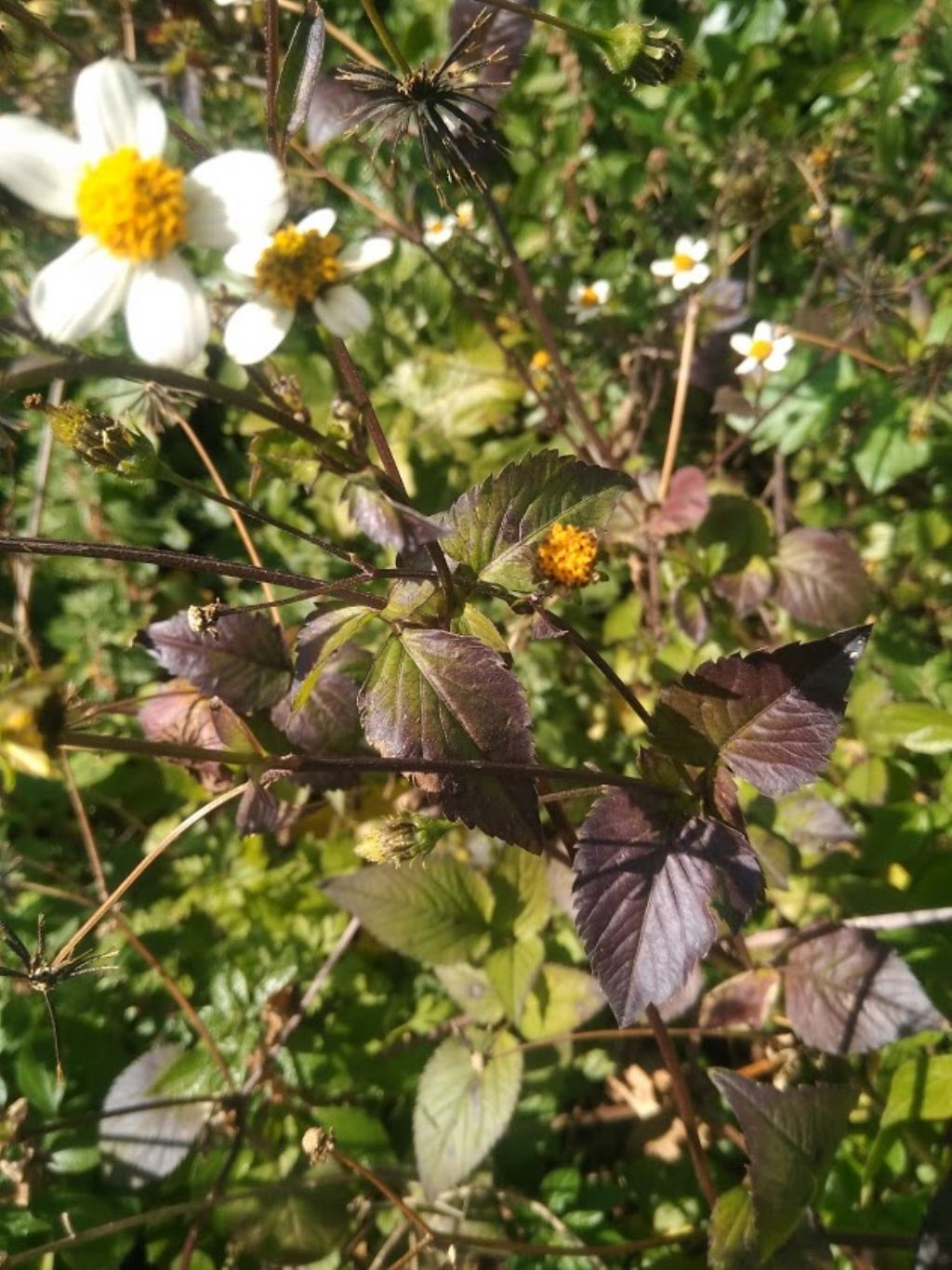 Bidens pilosa / Forbicina pelosa