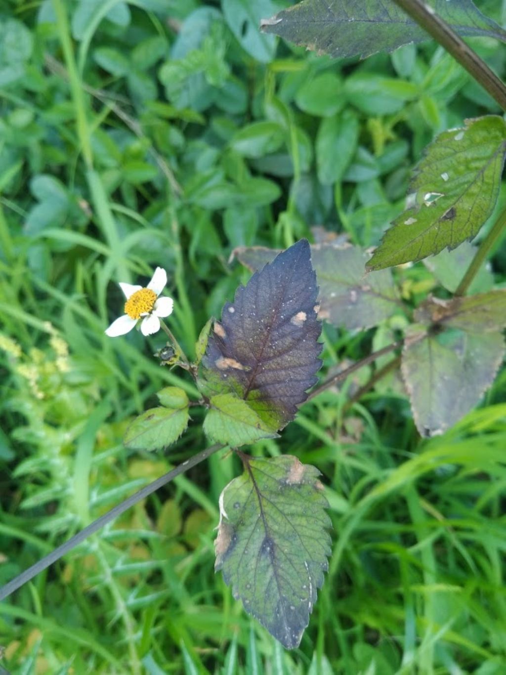 Bidens pilosa / Forbicina pelosa