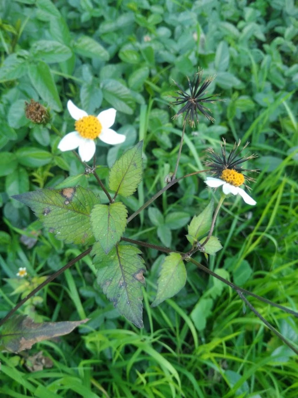 Bidens pilosa / Forbicina pelosa