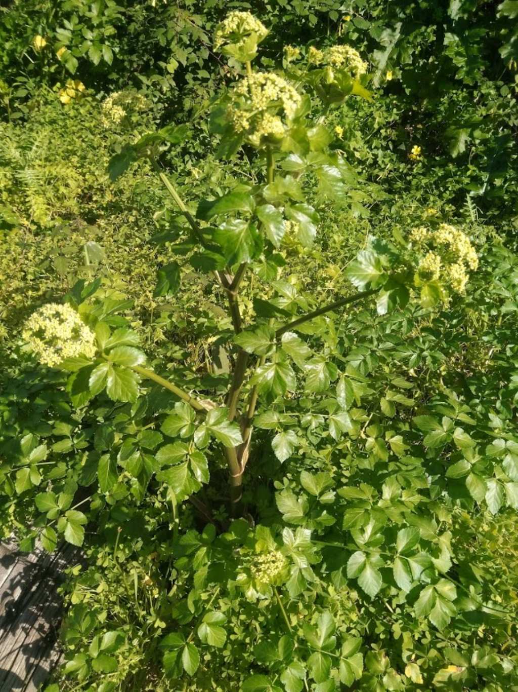 Smyrnium olusatrum (Apiaceae)