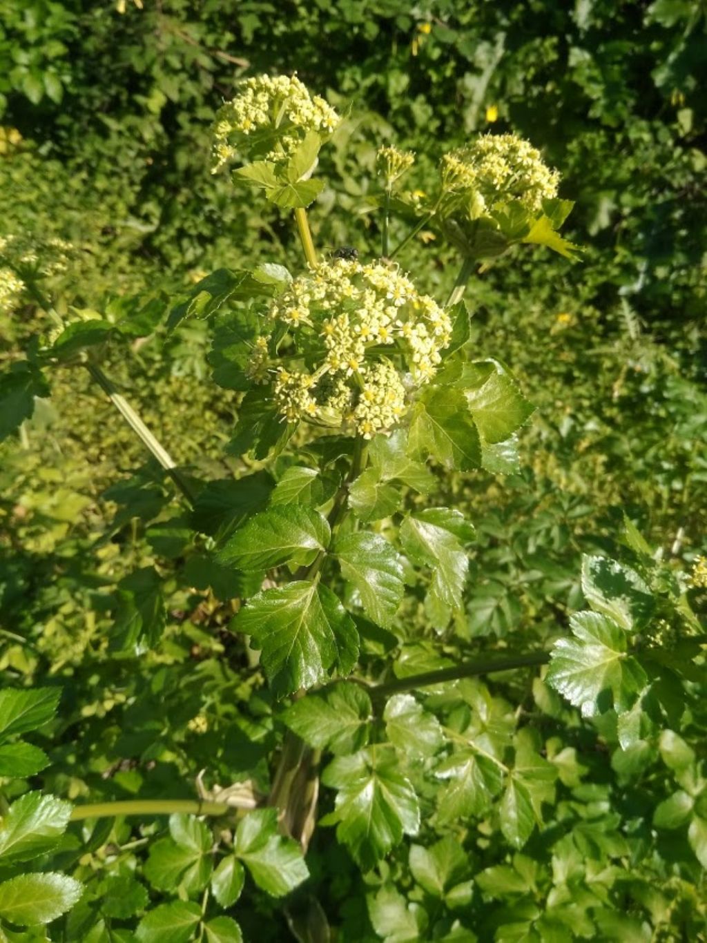 Smyrnium olusatrum (Apiaceae)