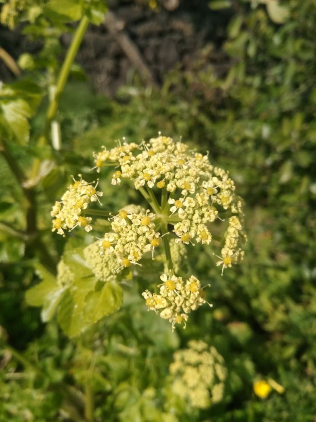 Smyrnium olusatrum (Apiaceae)