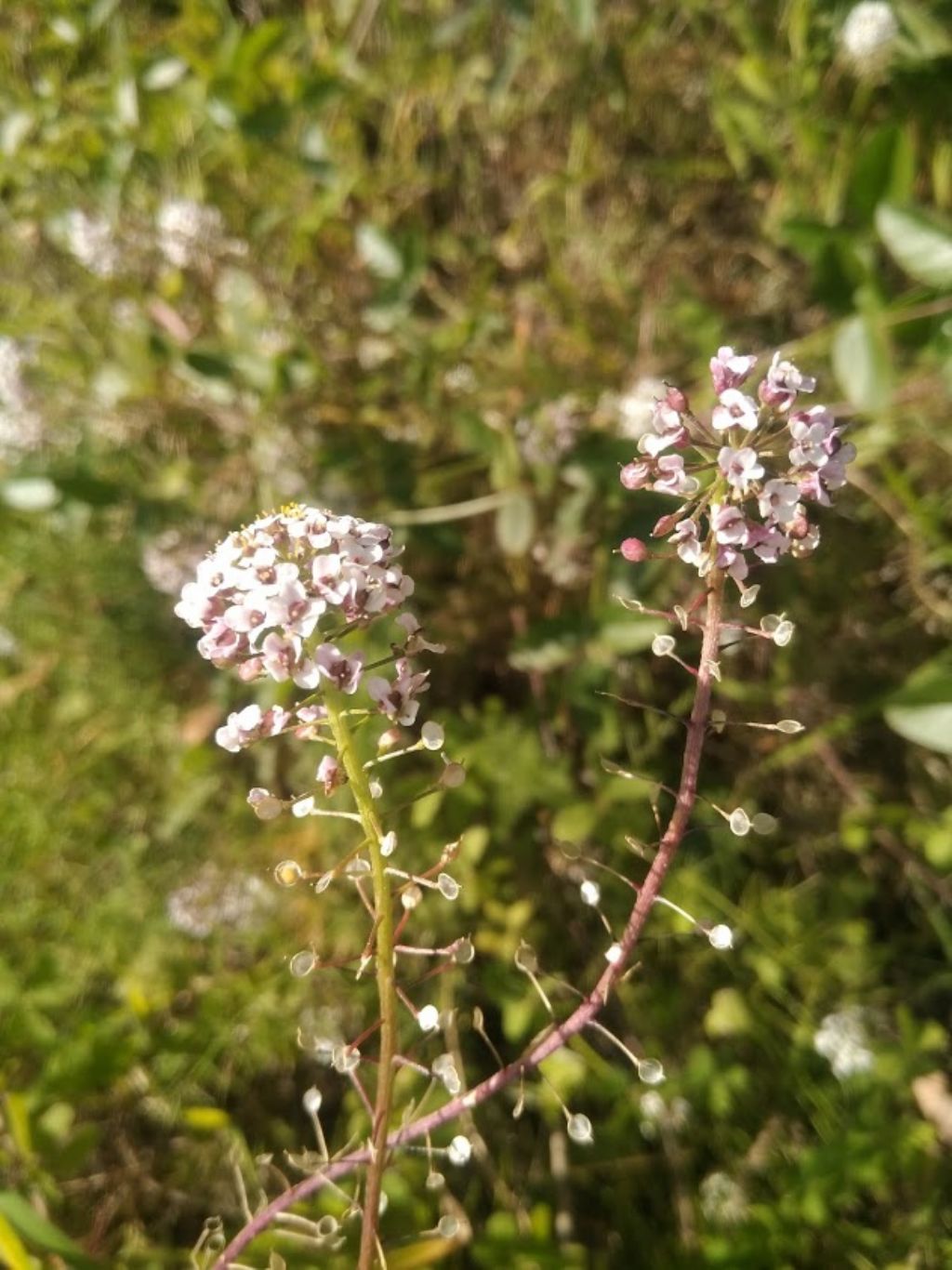 grappolo di fiori: Lobularia maritima