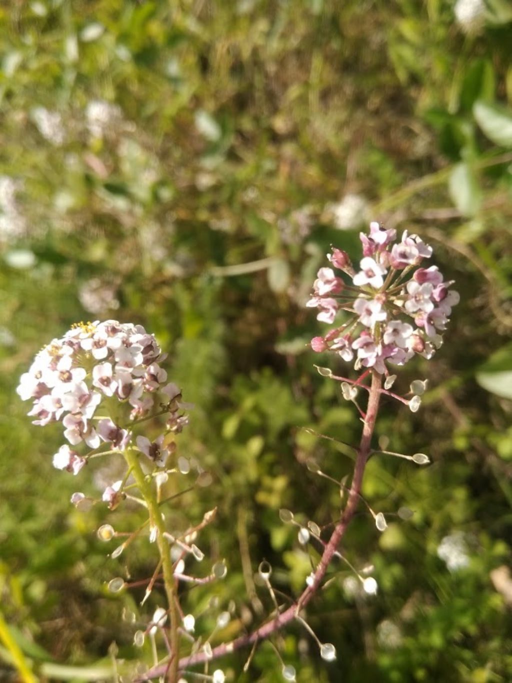 grappolo di fiori: Lobularia maritima