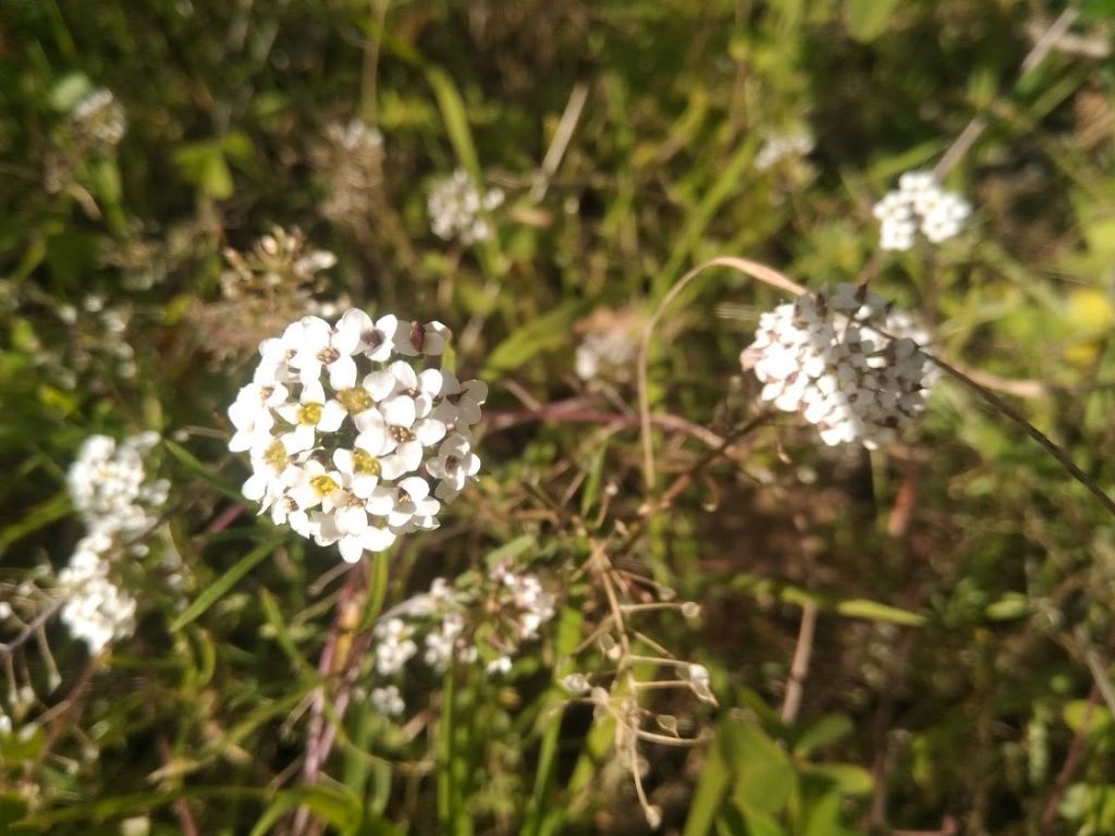 grappolo di fiori: Lobularia maritima