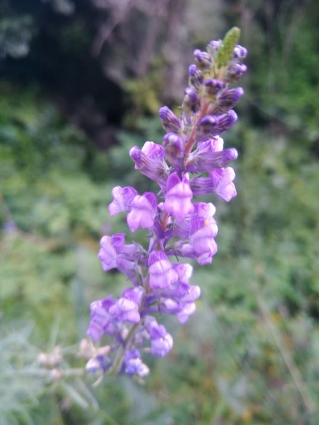 Linaria purpurea