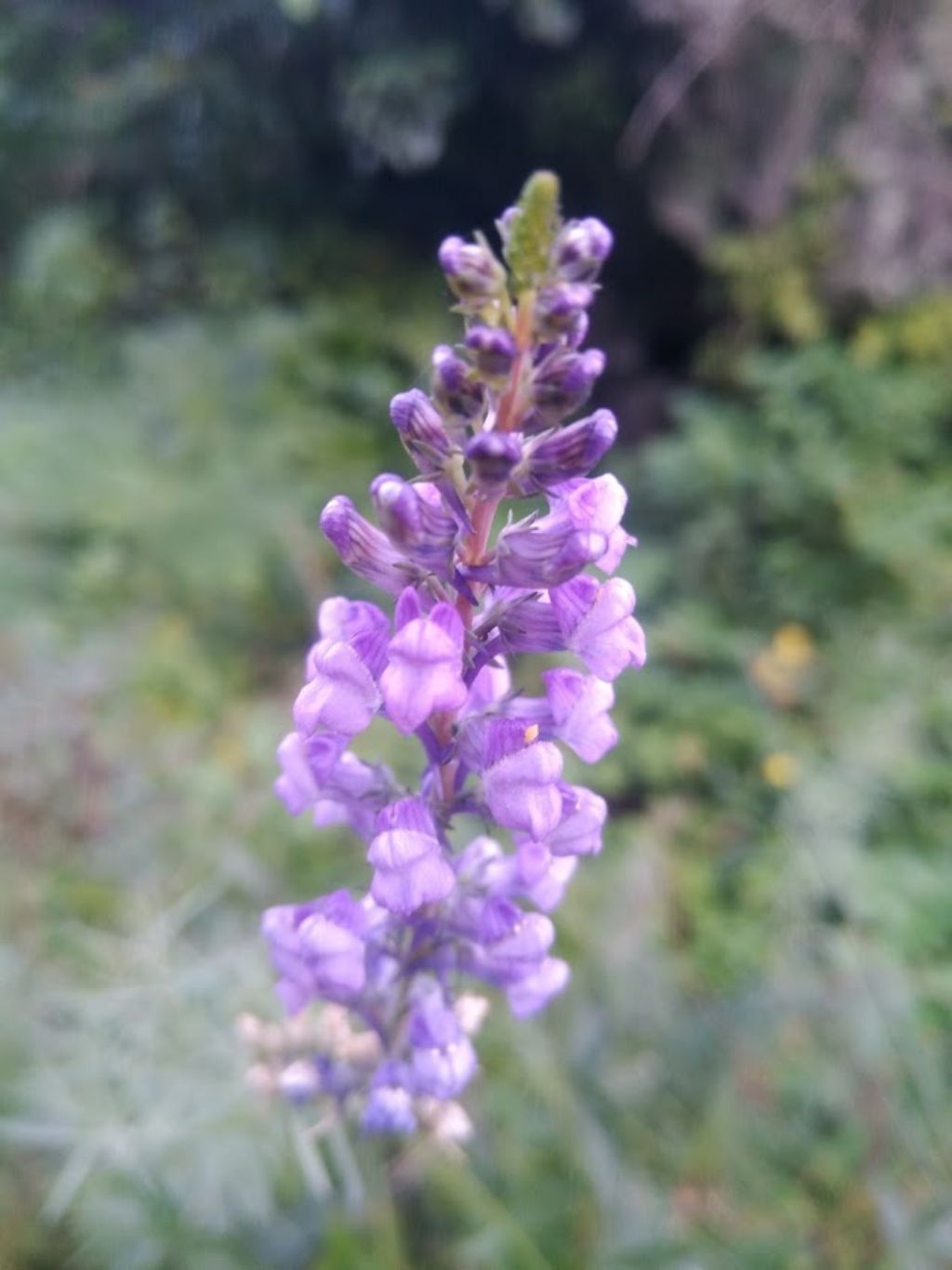 Linaria purpurea