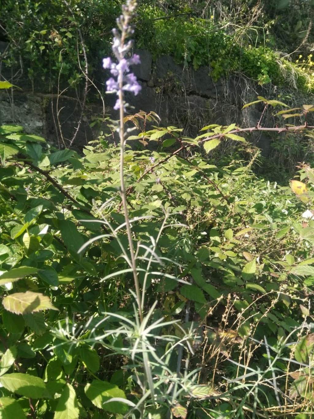 Linaria purpurea