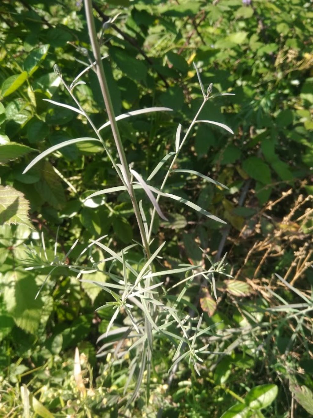 Linaria purpurea