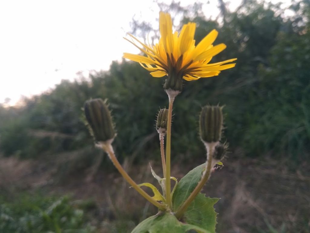 questo che sonchus ?