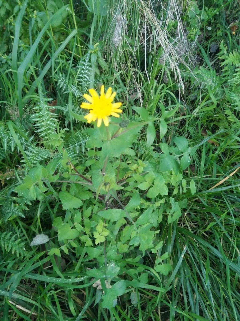 questo che sonchus ?