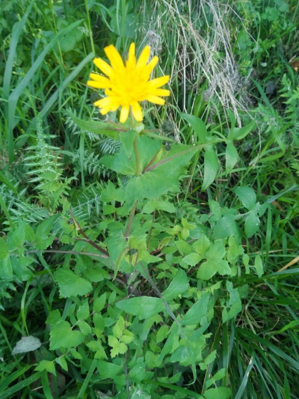 questo che sonchus ?