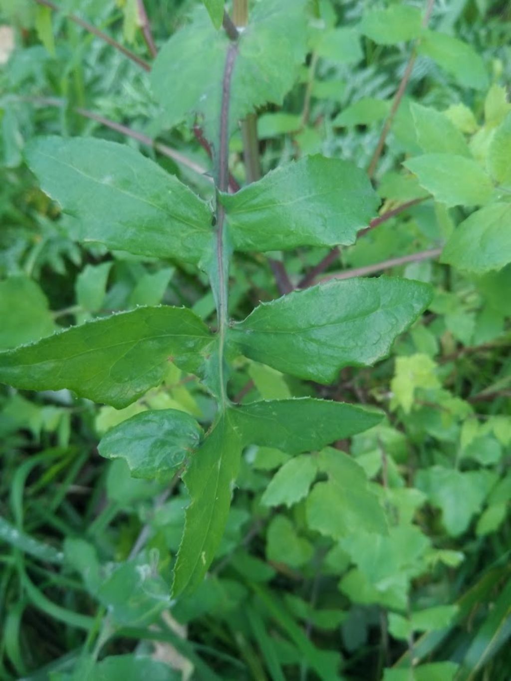 questo che sonchus ?