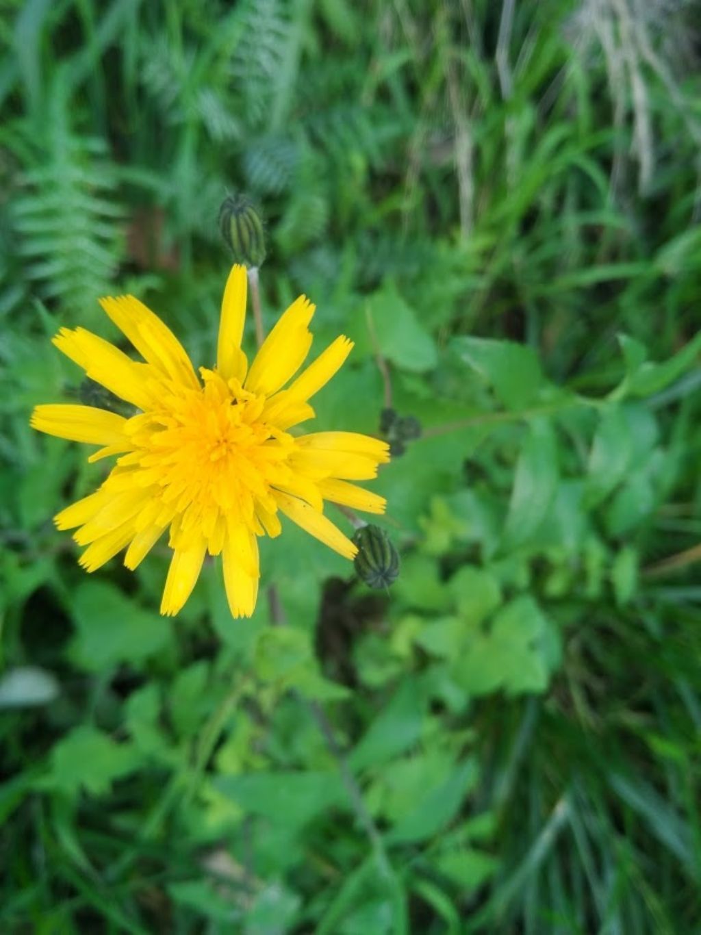 questo che sonchus ?