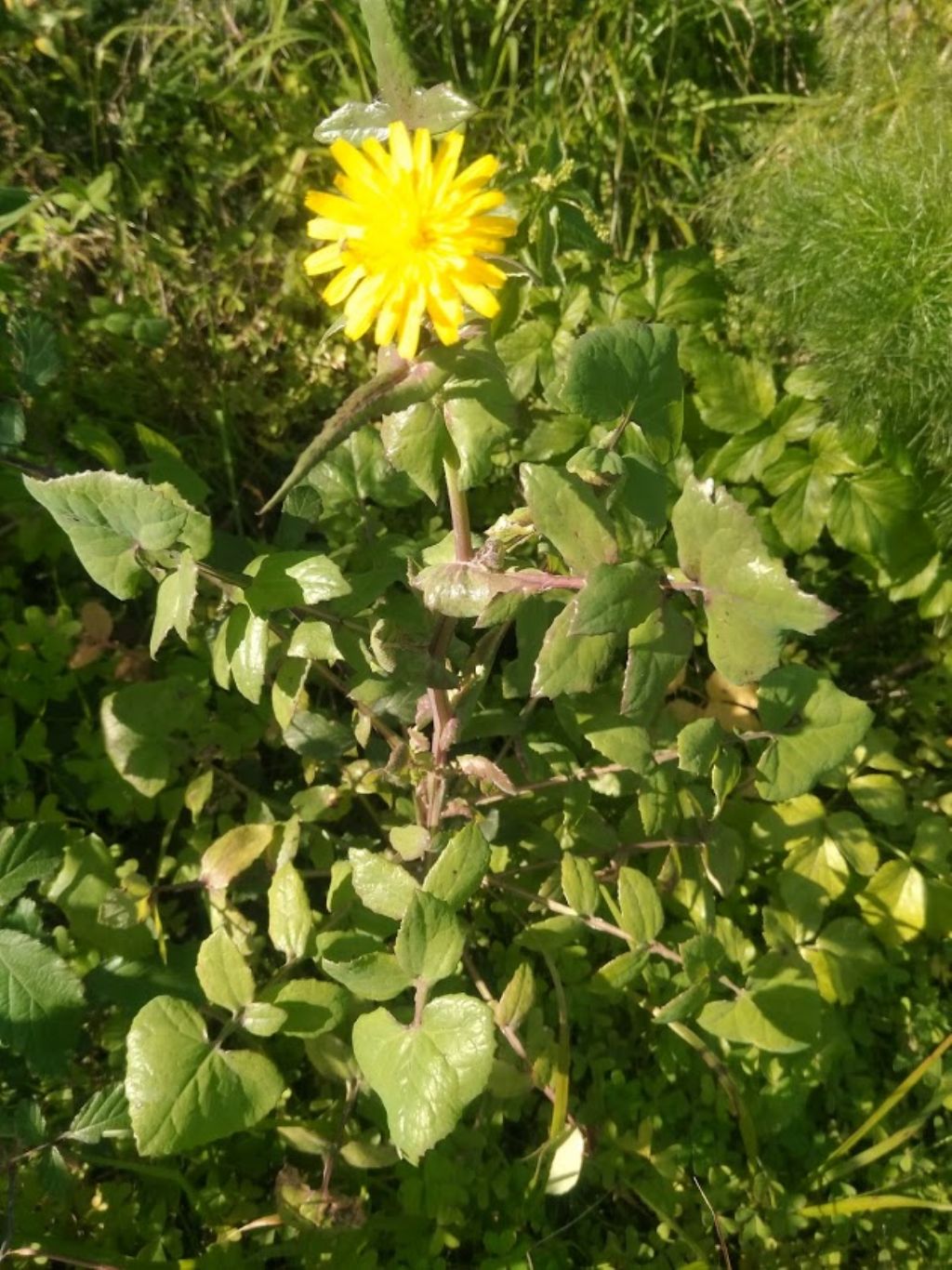 sonchus oleraceus??