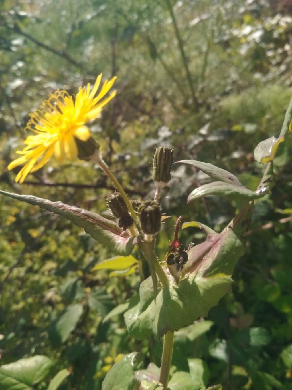 sonchus oleraceus??