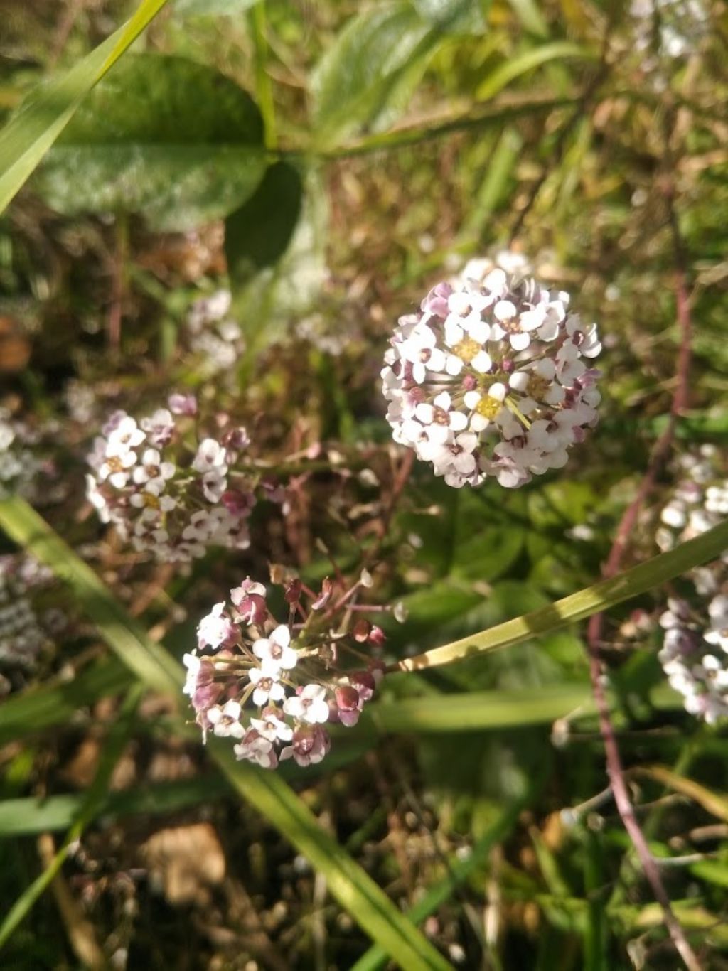 grappolo di fiori: Lobularia maritima