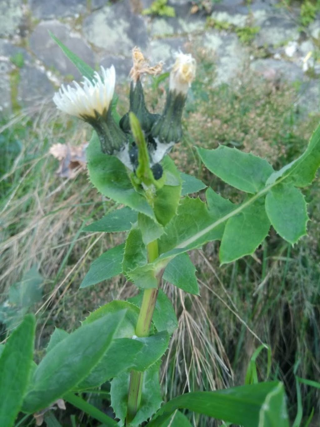 questo cos''? Sonchus sp.