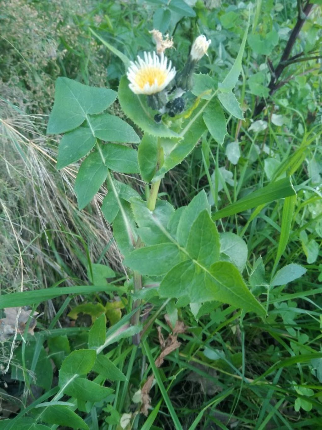 questo cos''? Sonchus sp.