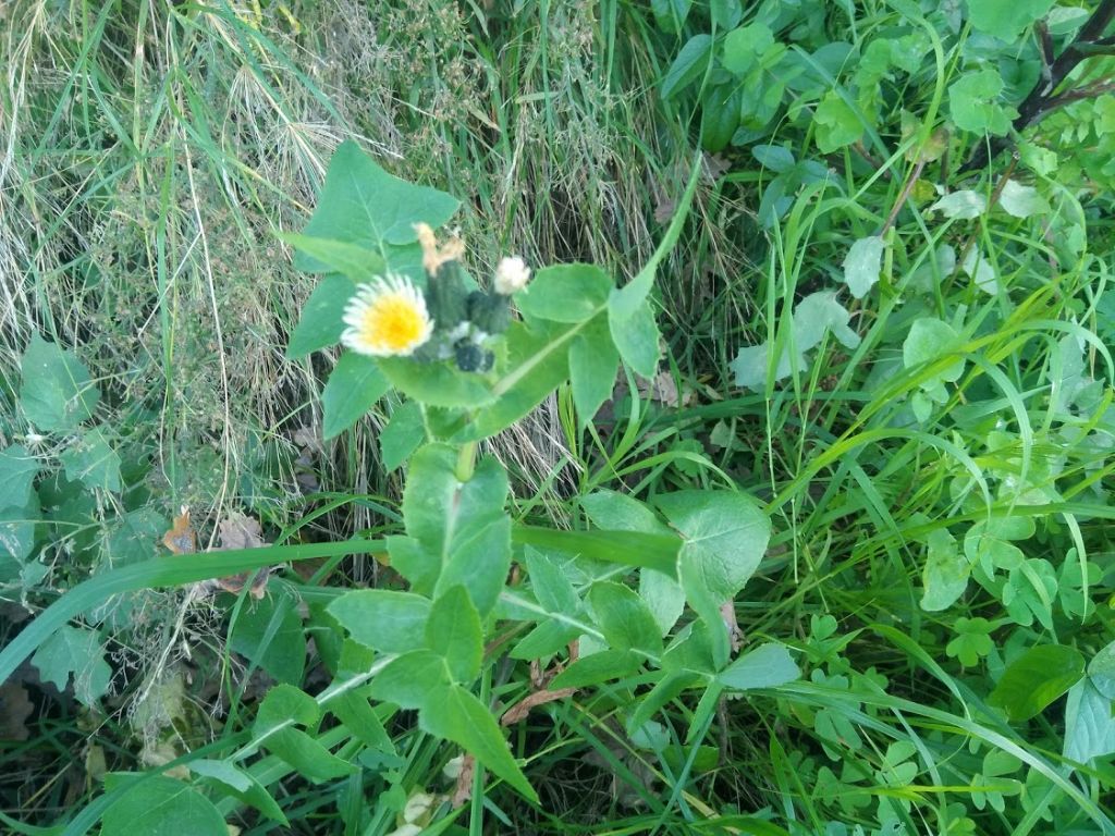 questo cos''? Sonchus sp.