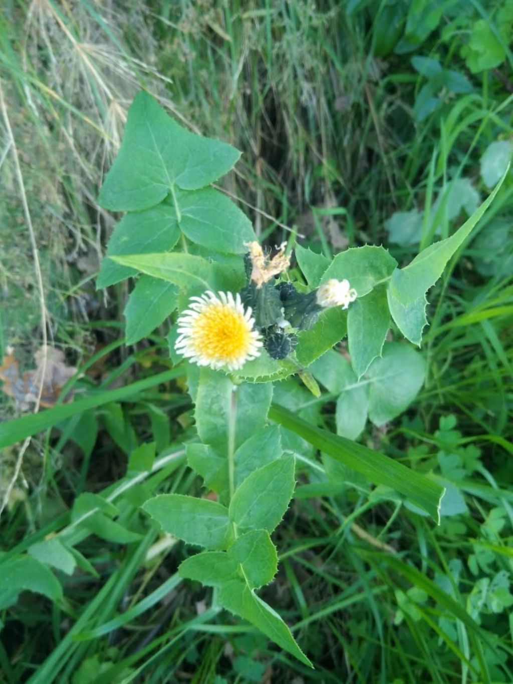 questo cos''? Sonchus sp.