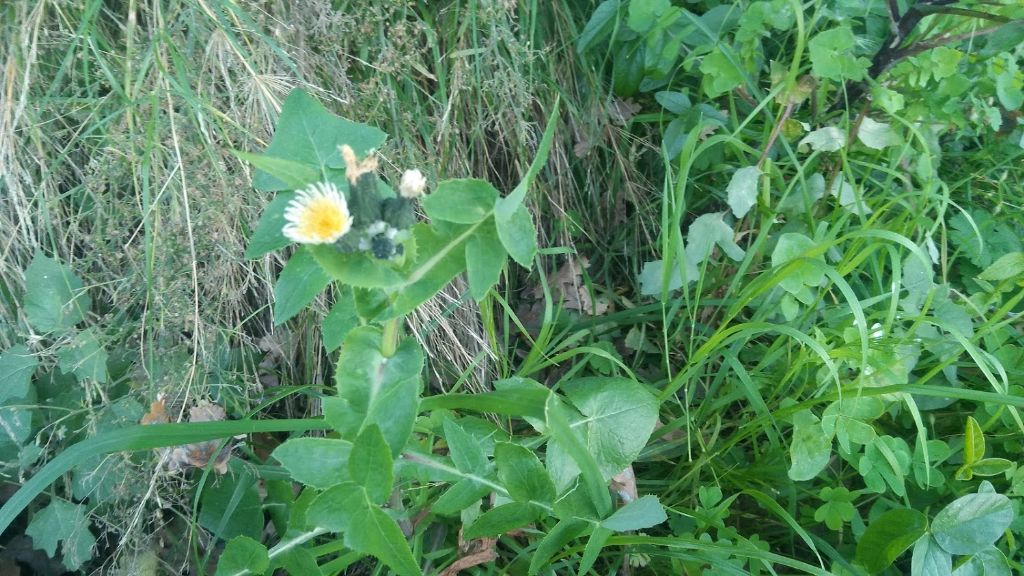 questo cos''? Sonchus sp.