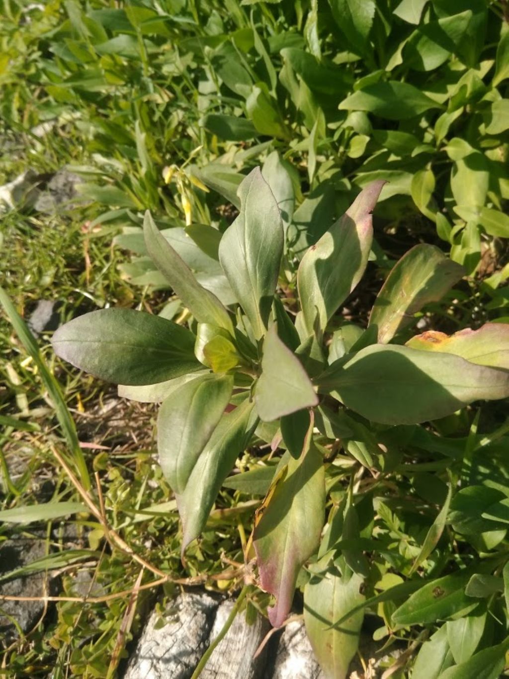 foglie della valeriana rossa? S, Centranthus ruber