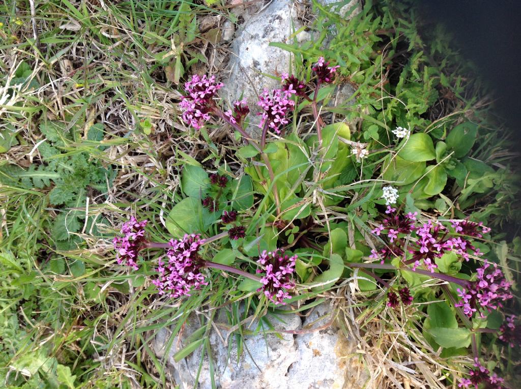 Fedia graciliflora / Lattughella