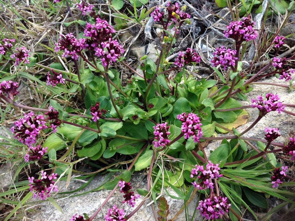 Fedia graciliflora / Lattughella