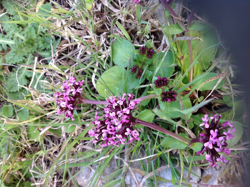 Fedia graciliflora / Lattughella