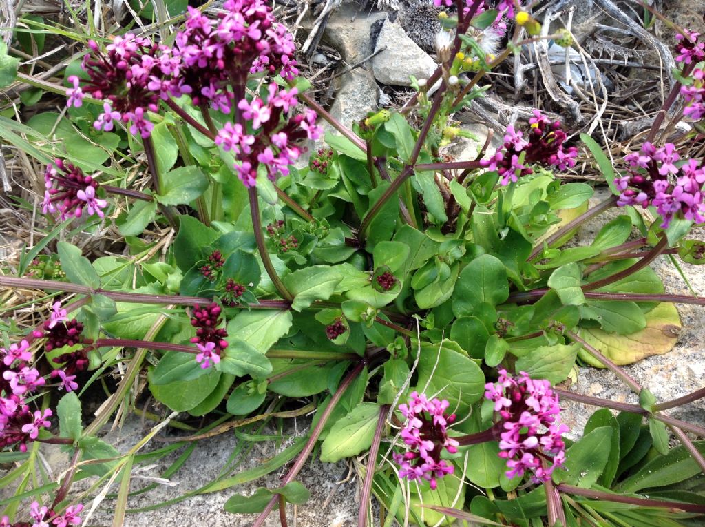 Fedia graciliflora / Lattughella