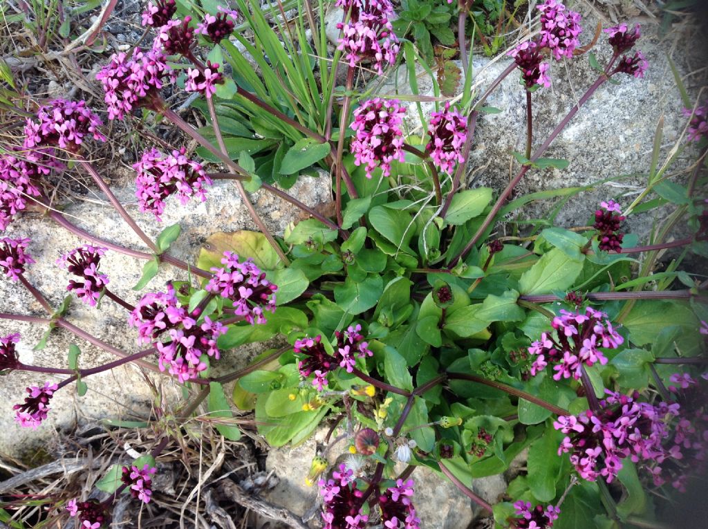 Fedia graciliflora / Lattughella