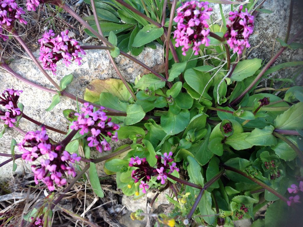 Fedia graciliflora / Lattughella