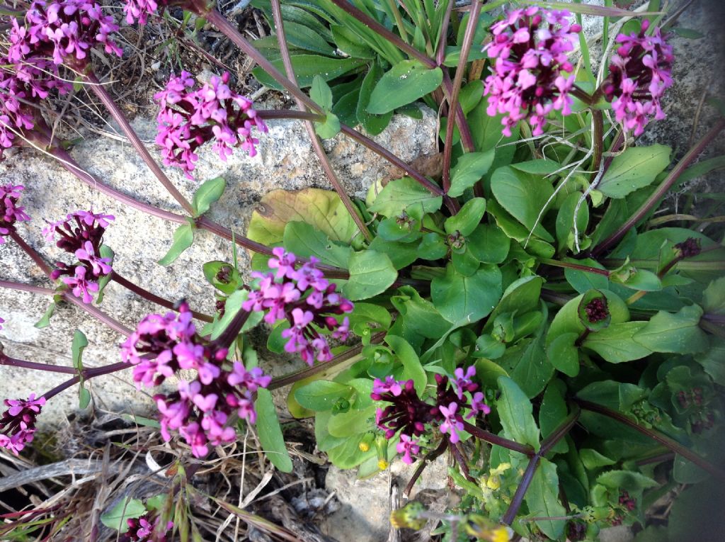 Fedia graciliflora / Lattughella