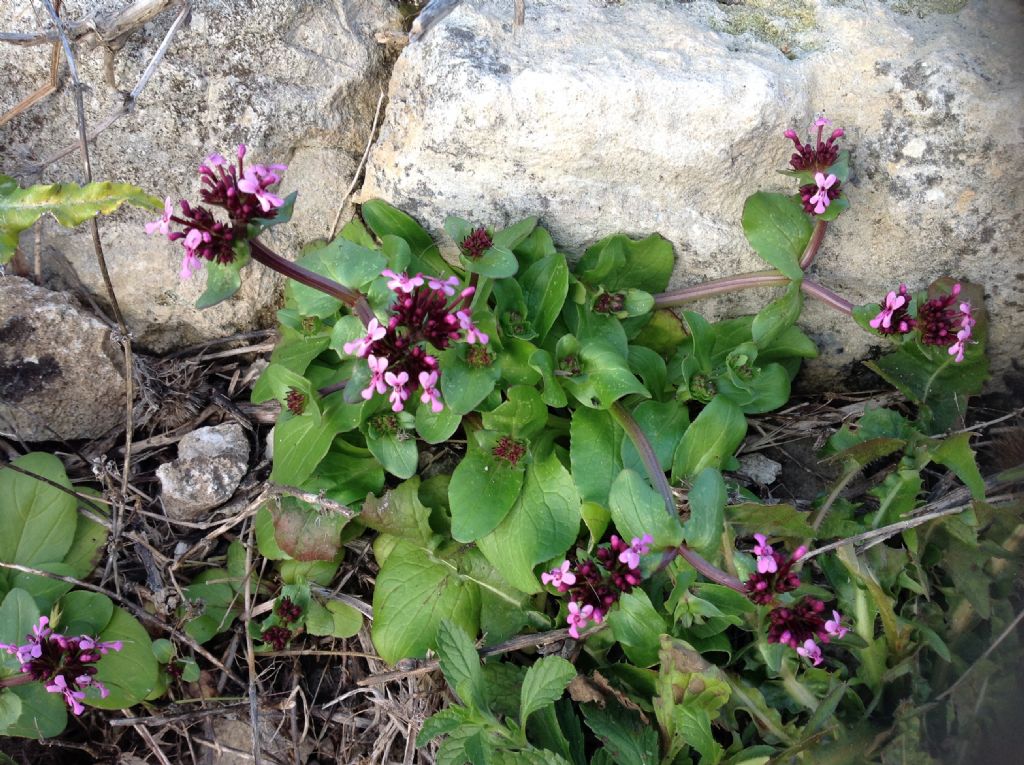 Fedia graciliflora / Lattughella