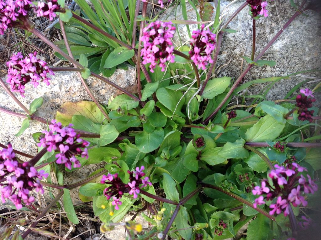 Fedia graciliflora / Lattughella