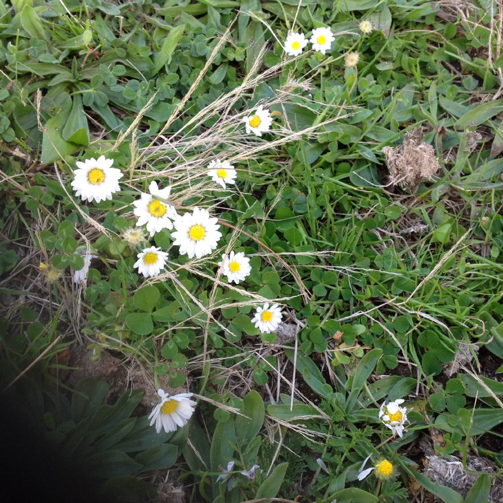 Pratoline?  S, Bellis sp.