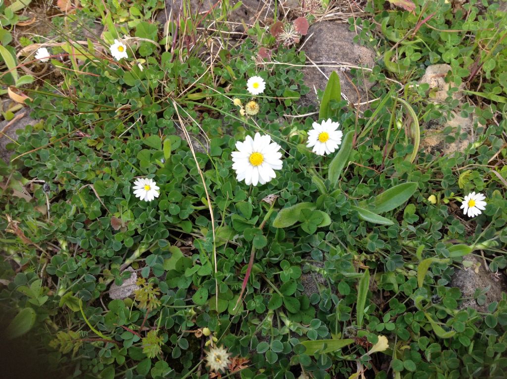 Pratoline?  S, Bellis sp.