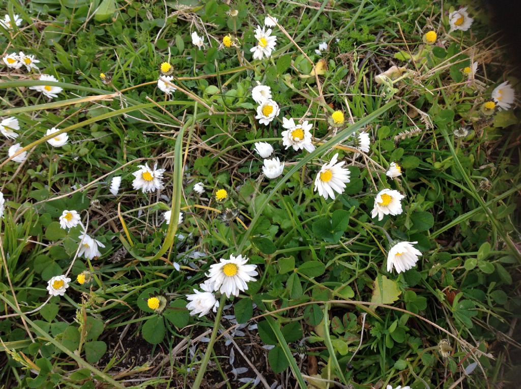 Pratoline?  S, Bellis sp.