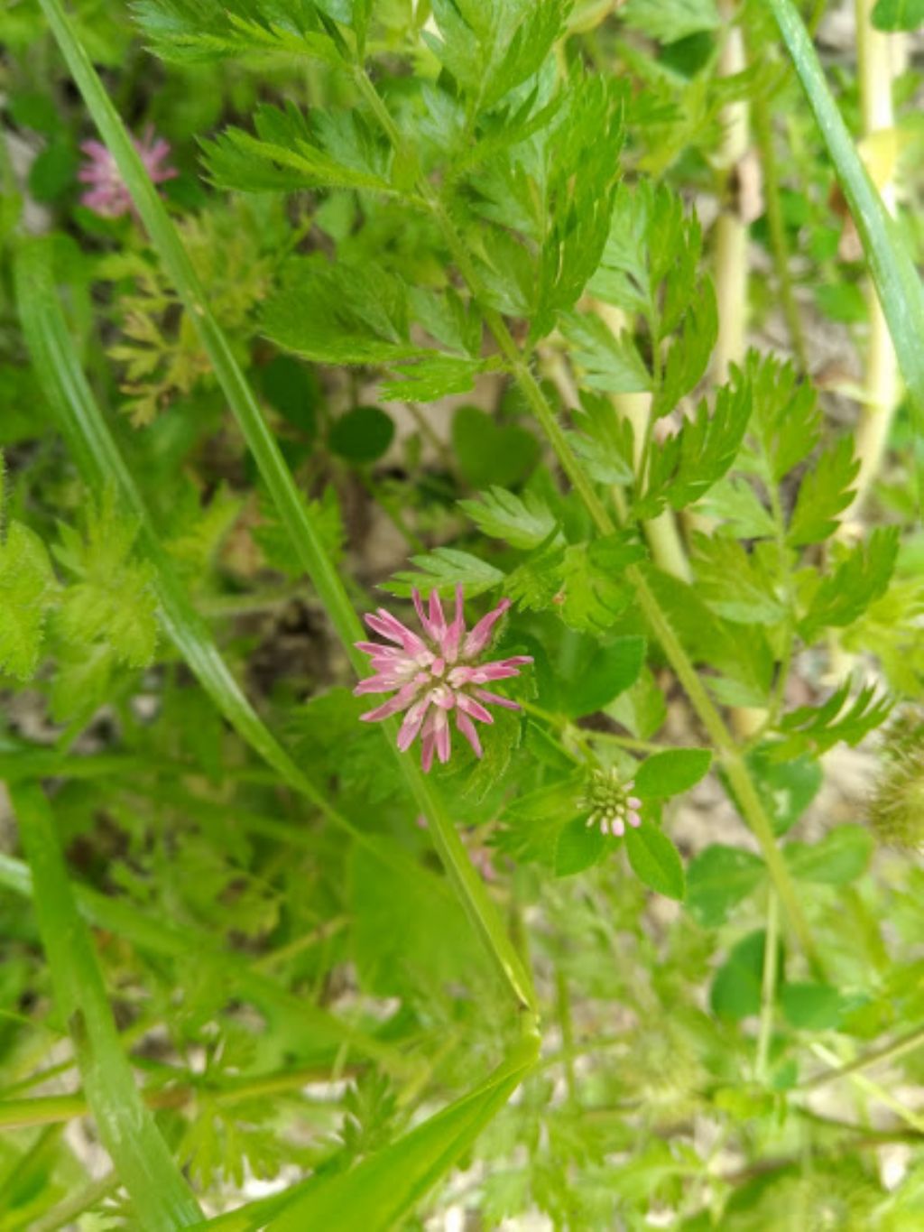 Trifolium resupinatum (Fabaceae)