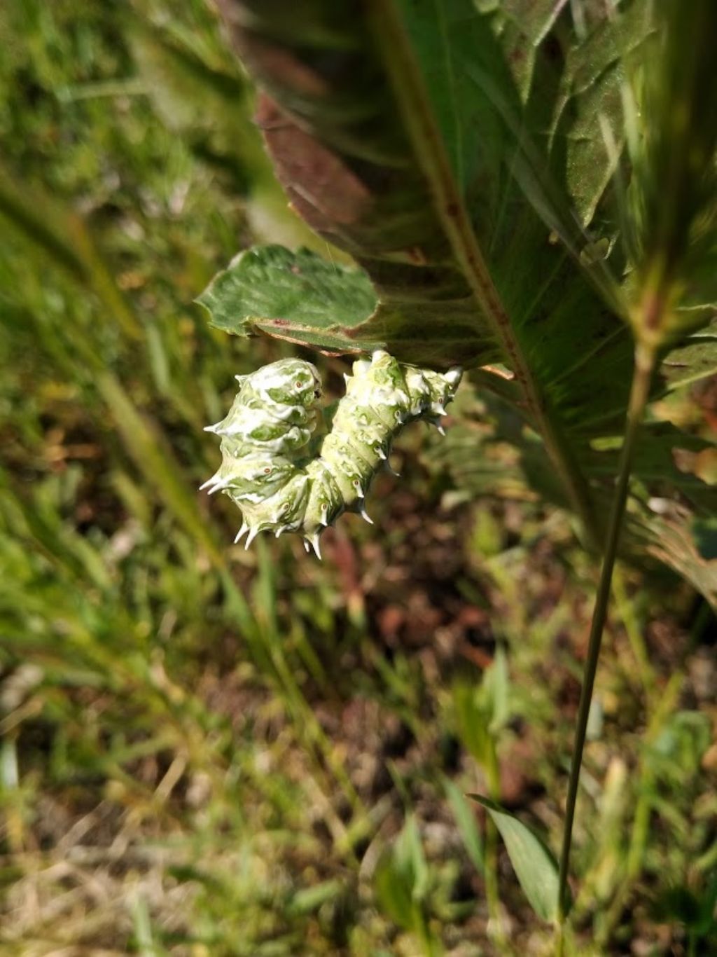 Che bruco  questo? Apochima flabellaria - Geometridae