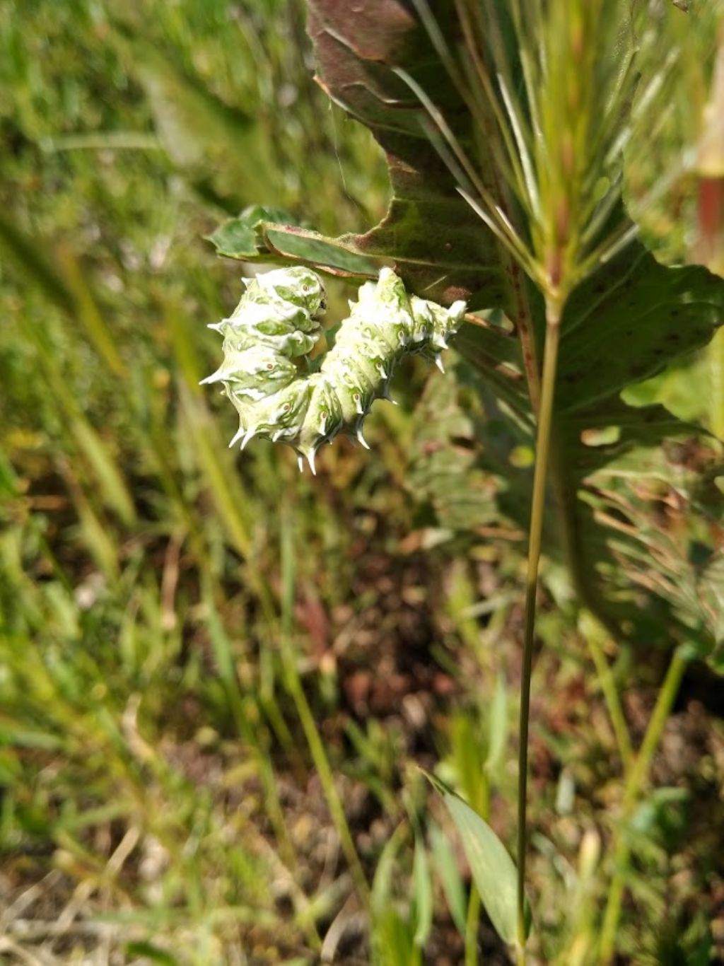 Che bruco  questo? Apochima flabellaria - Geometridae